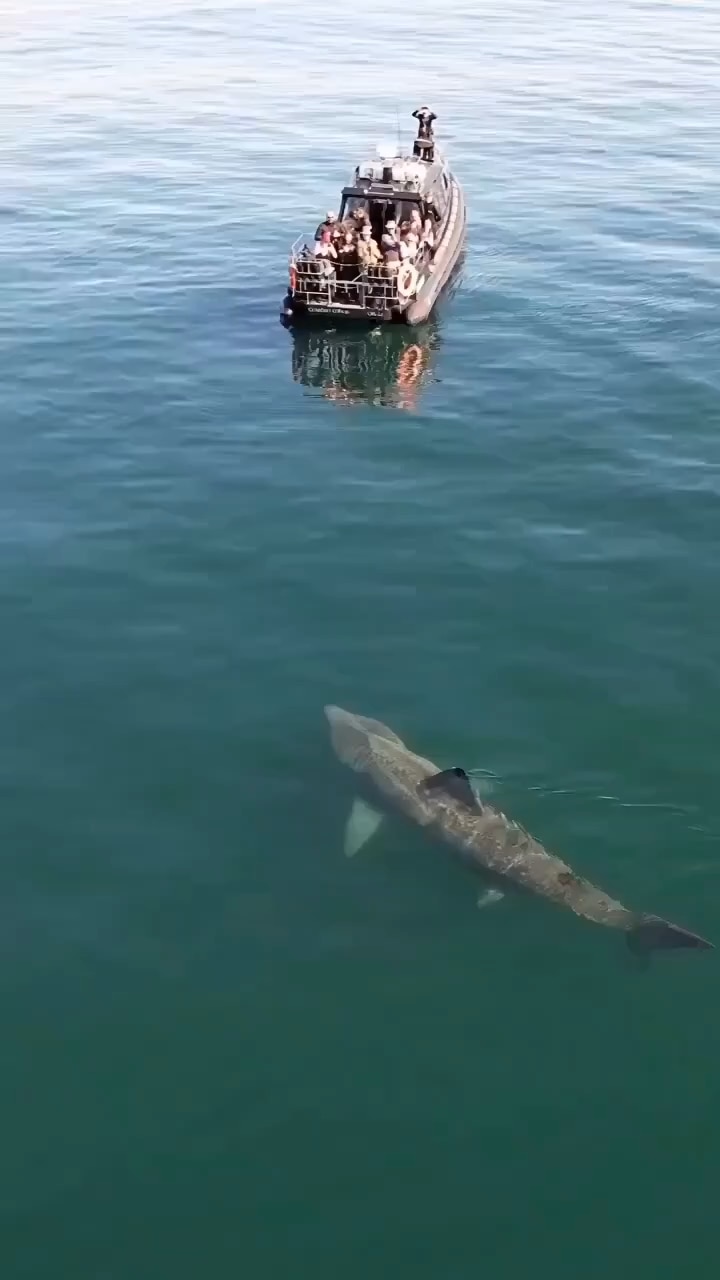 View ☦️🦁⚔ 🆃🆁🅴🅱 ⚔🩸's post on GETTR. Join the discussion, share your thoughts, and connect with the community.