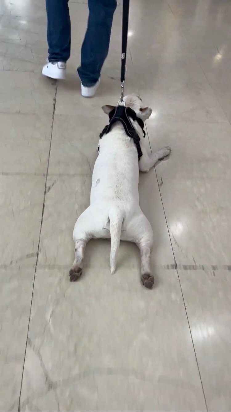 View 笨伯's post on GETTR. Join the discussion, share your thoughts, and connect with the community.