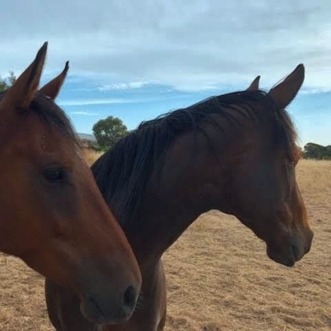 i need a fence contractor??? how does one use this app???🐎🐎🐎🐑🐏🐾🐾