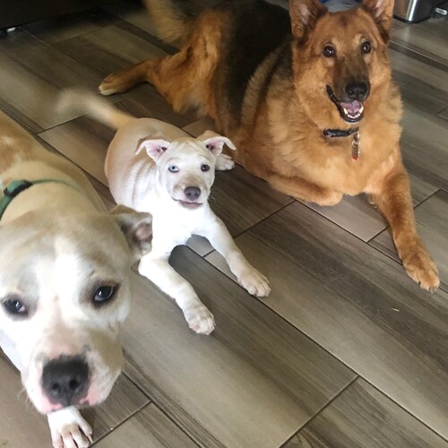 conservative Christian  Arizona America First