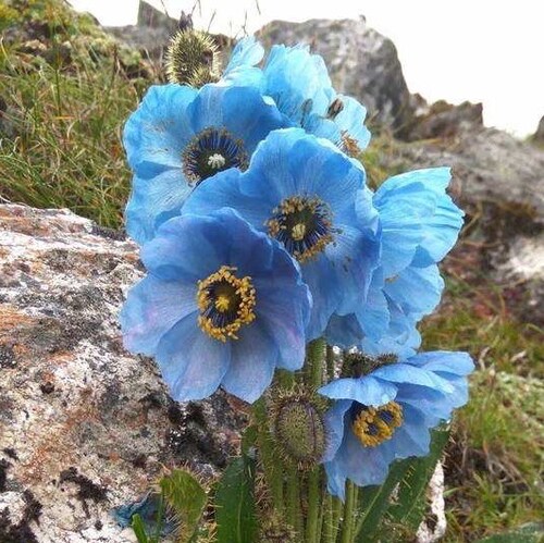 我就是那根稻草