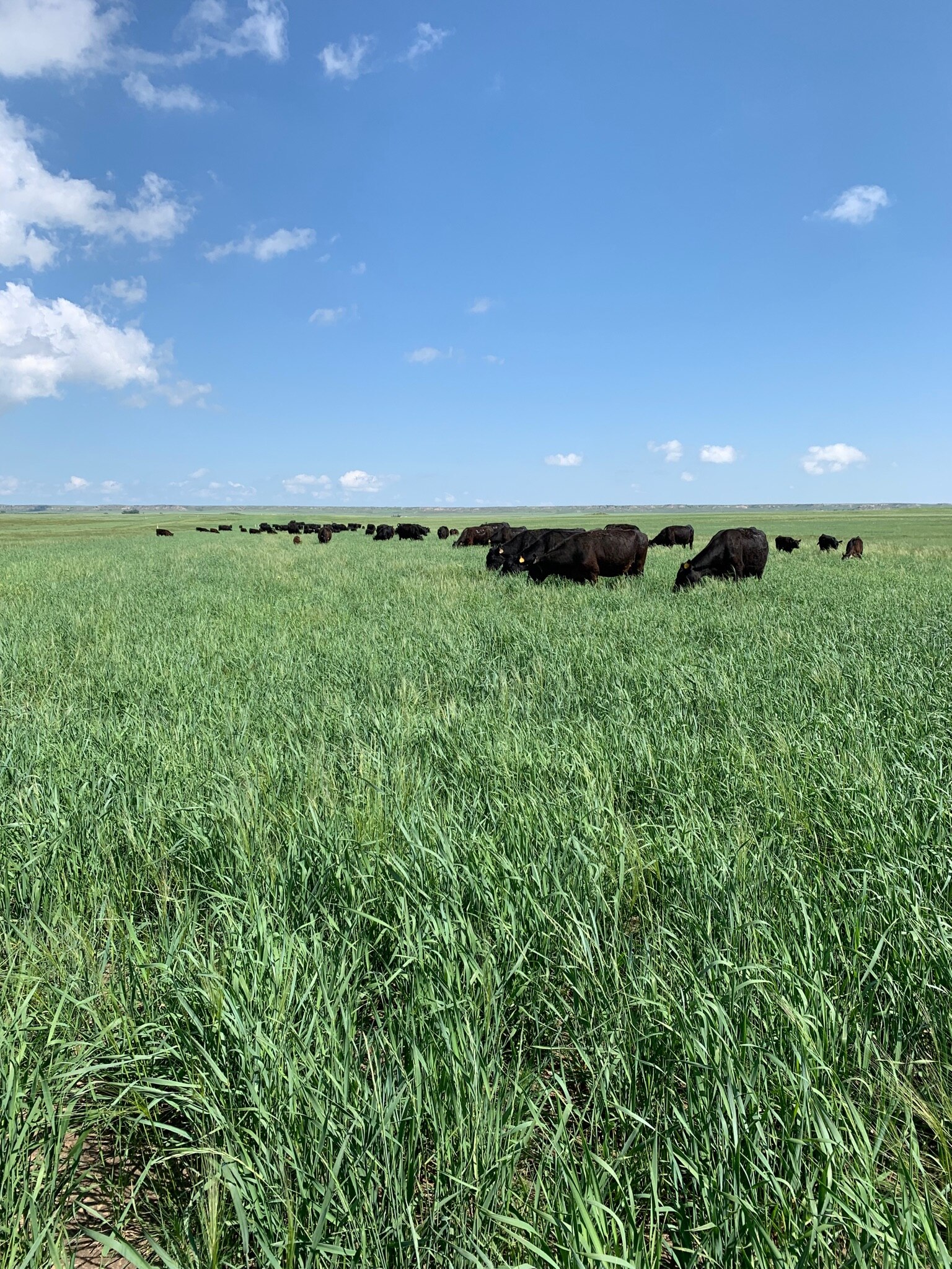 Other than the beautiful cattle and grassland in this photo there is something just as good that you can’t see. An oil and natural gas pipeline underneath. Eco’s  want to ruin productive lands with wind and solar farms.