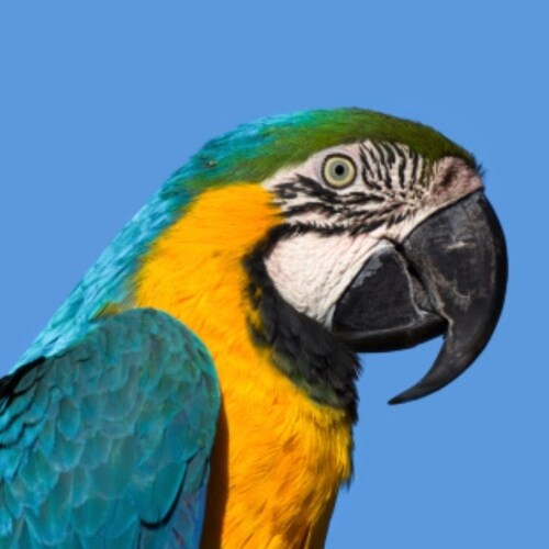 Social Media is BETTR with GETTR. BETTR community. BETTR technology. BETTR opportunity.