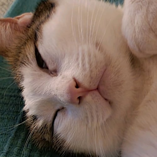 Visit Softblueyz's profile on GETTR. View their posts, photos, videos, and connect with them on the social platform.