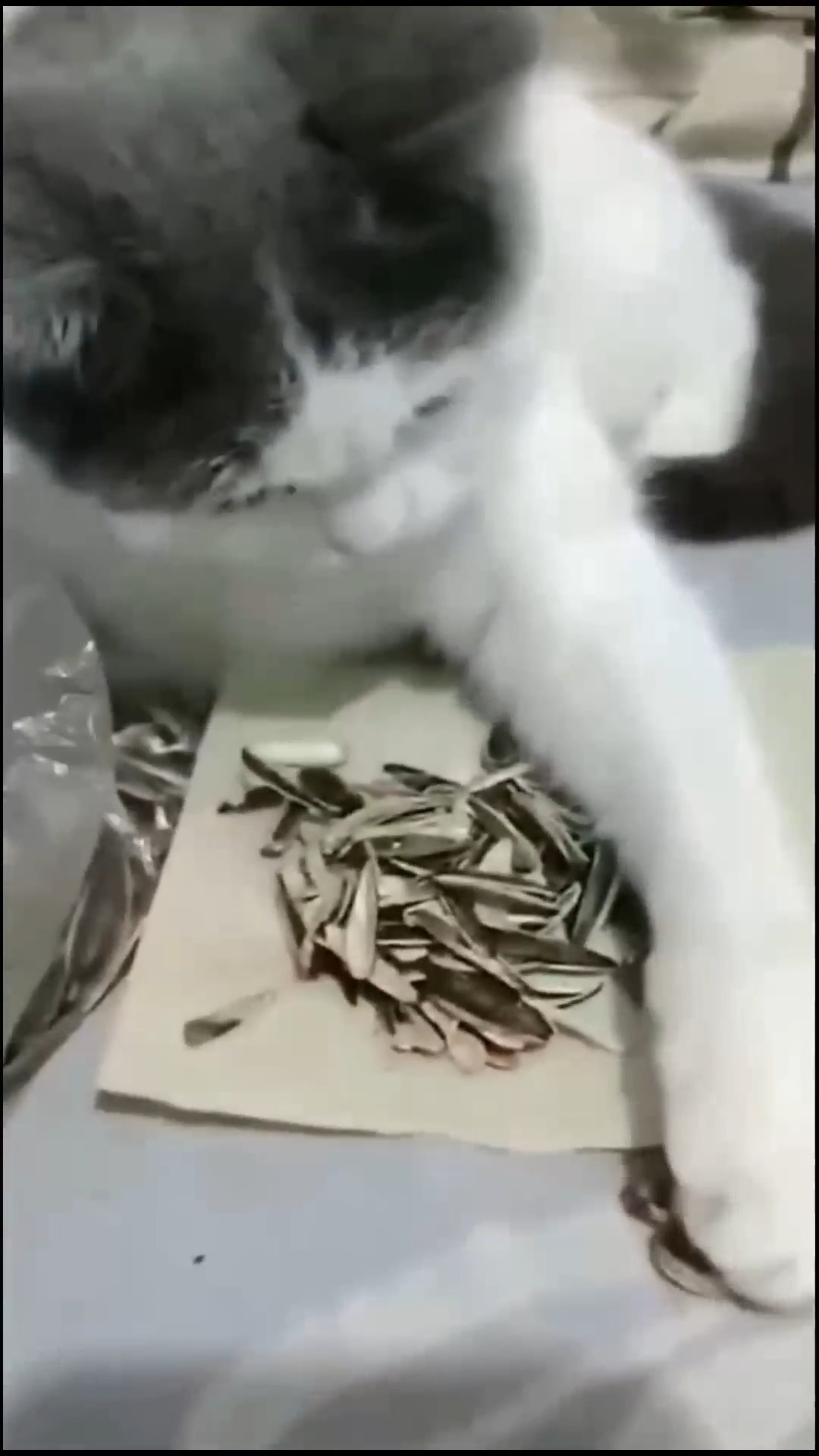 bless7 on GETTR: It turns out that cats 😆😆
 #cats #catsofinstagra...