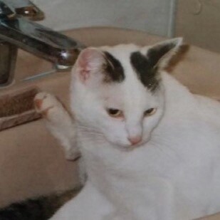 Ich wünsche mir eine Politik FÜR die Bevölkerung. 

März 2025: Game over, die Spielregeln wurden geändert