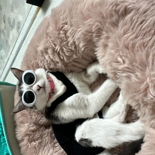 INO  DM's 
IMPEACH 46 100% FOLLOWBACK

All commentary on this account is to be considered rhetorical political hyperb...