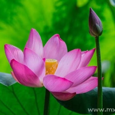 Visit miegongboluomi's profile on GETTR. View their posts, photos, videos, and connect with them on the social platform.