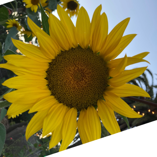 Aka: Horton hears a Q