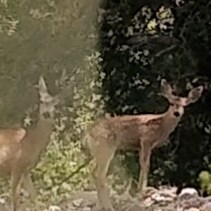 Freedom is precious. Christian, patriot, our Constitution must remain intact!