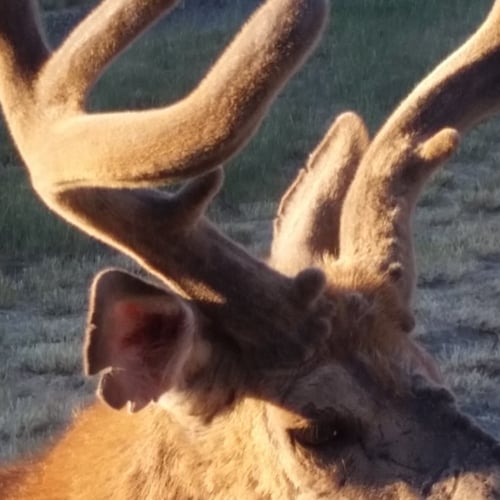 AMERICAN, Conservative, Christian, pro Law Enforcement, pro Country, pro Military, MAGA Trump supporter