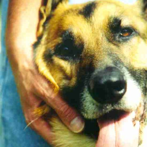 Truth: TickledDog @Fear_Not