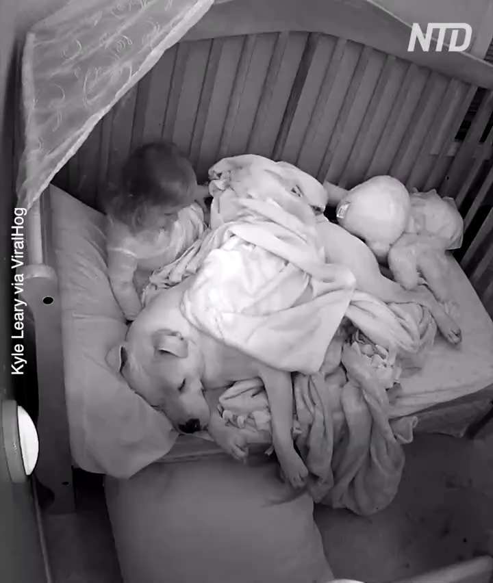 Little Tyke Tucks in Cuddle Buddy
OMG I'm tearing up. What a sweet sweet little girl!

👉 Follow @EpochBright for more interesting content everyday!

Credit: Kyle Leary via ViralHog