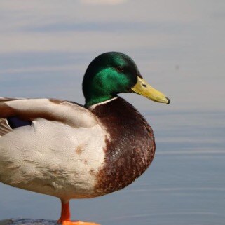 Christ Follower. Husband. Father. Conservative. Troll blocker. Clemson fan. Griller.