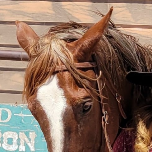 Singer/Songwriter. World Traveler/ Gospel Spreader and Teacher. Love Jesus. Love America, the greatest country, #MAGA. #...