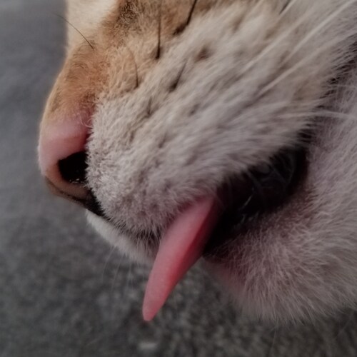 Visit Cat's profile on GETTR. View their posts, photos, videos, and connect with them on the social platform.