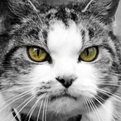 Christian, Conservative and Patriotic.
No, I do not identify as a cat.