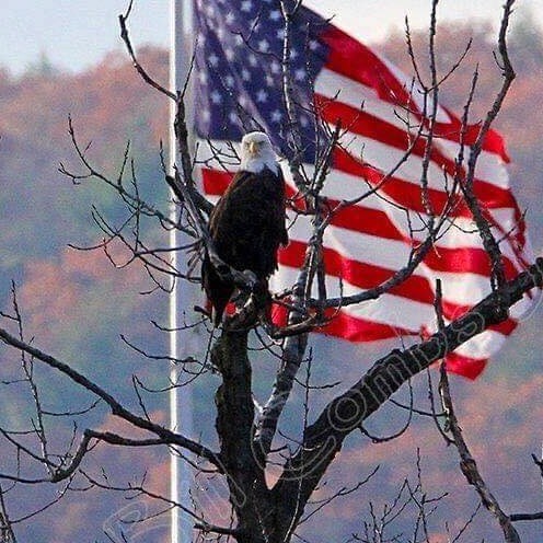 Just a forever faithful Patriot tired of censorship and lies.