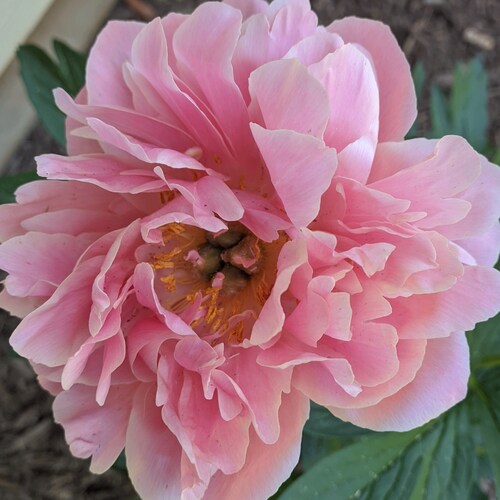 Mother. Wife. AMERICAN. #2A. Navy Vet. Pro-Constitution. Biologist. MPH.