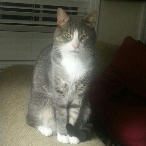 Pronouns.... we don't need no stinking Pronouns.... simple rule, if you've got a y you're a guy.