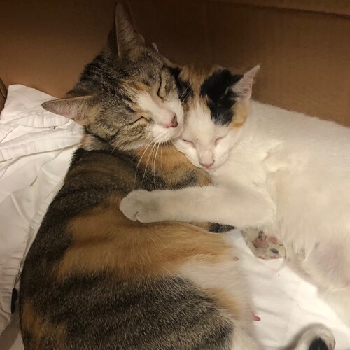 Cuban born, Love America, Love the Constitution, Wife, Mother, Grandma, My family is my life, Love my cats. God loving Patriot.