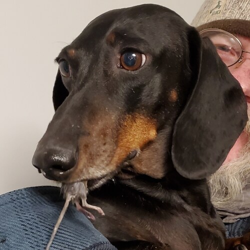 Dyslexic, artist, geek, wienerdog mom. Teaching the wee one to appreciate the crunchy liberal vermine.