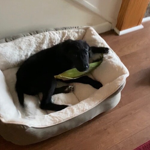 Do not pray for easy lives. Pray to be stronger men.