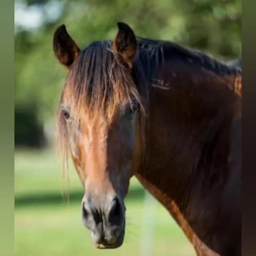 Formerly worked Film Television & News. Currently run Shawnee Trail #WildHorseSanctuary in a suburb of #Dallas Please ch...