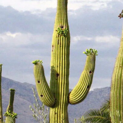 2A, #MAGA, AZ Constitutional Conservative
#2000Mules