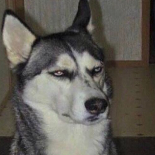 THEY CANT TAKE OUR FRRRREEEEEDOOOOM
if you know you know