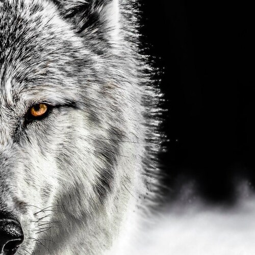 A hundred ounces of silver spent in intelligence, may save a thousand spent on War