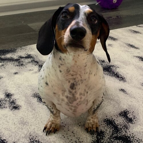 good boy, opinionated boy