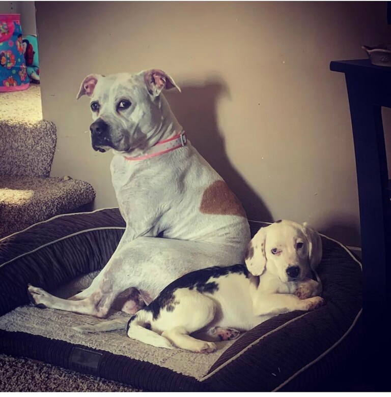 my pups  

