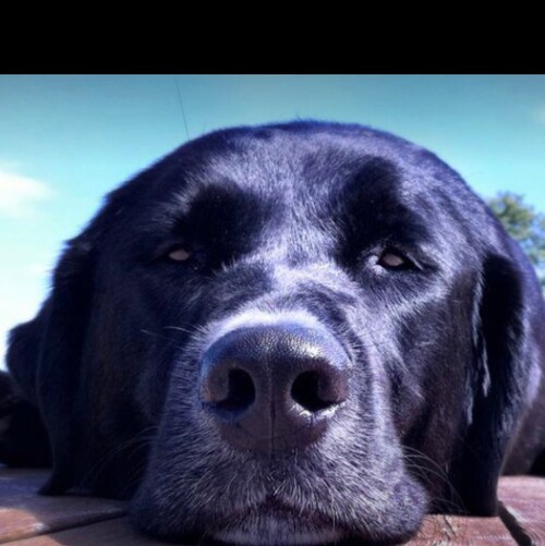 scientific, real , sports, love the green forest