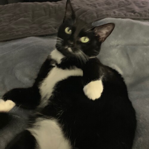 Conservative woman, Self employed, lover of cats and freedom, 🍊🇺🇸