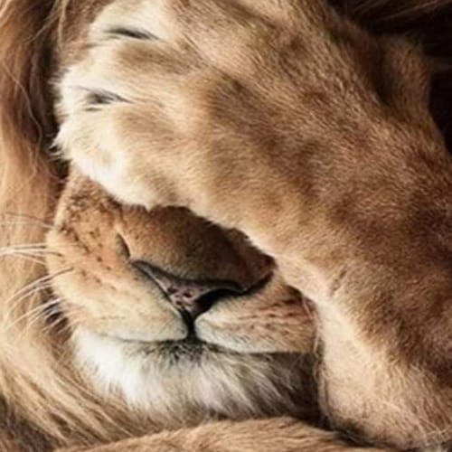 Conservative. Free Speech. Christian 🙏🏾✌🏾 Free the South Moluccas ! Trump 2024 MAGA.