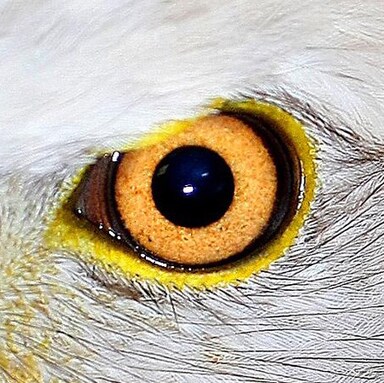SoonerGal