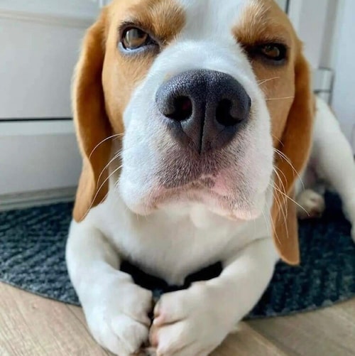 Retired NHS nurse. Practicing holistic massage therapist. Supports & practices naturopathy.