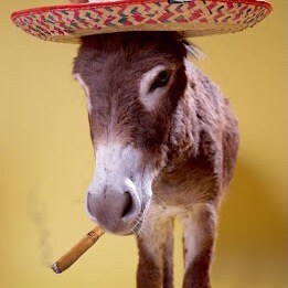 Occasionally attempt humor