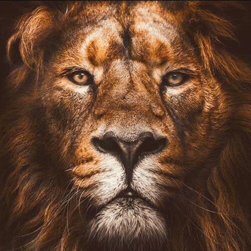 No Vaxx No PCR 
Ivermec
God, Family, Arms

🇧🇷🇧🇷Bolsonaro 🇧🇷🇧🇷