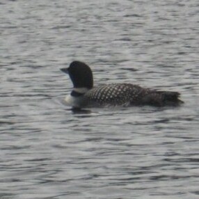 Land of 10,000 Lakes Conservative.
Thank you VETS!