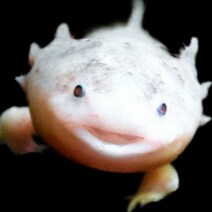 Visit axolotlRed's profile on GETTR. View their posts, photos, videos, and connect with them on the social platform.