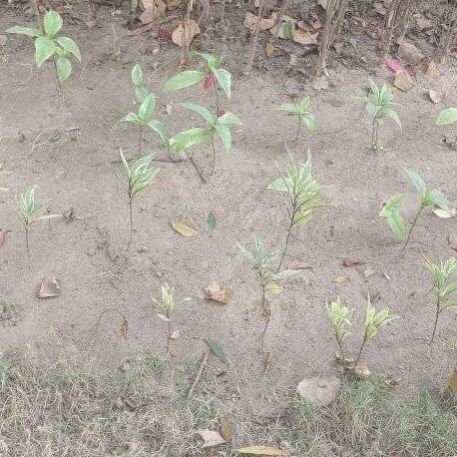 Visit Sauro Dasgupta's profile on GETTR. View their posts, photos, videos, and connect with them on the social platform.