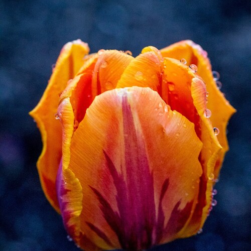 眷你无期:余生眷你,余生后,我化成风.云,露珠 化成..........依然眷你!