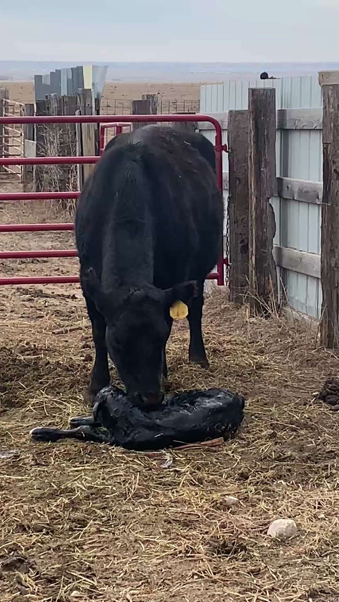 Just because I like it. Feel good moment. The calves are coming right and left now. ❤️