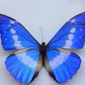 "Truth is a Force of Nature – 
That Shall Set You Free!"

"La vérité est une force de la nature -               qui v...