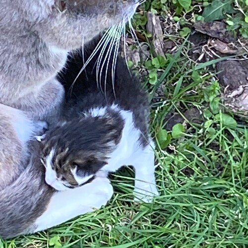 God fearing Christian, Husband 52 yrs, Father, Grandfather, Oath based US Army Vet, retired I/T Consultant. Hell is comi...