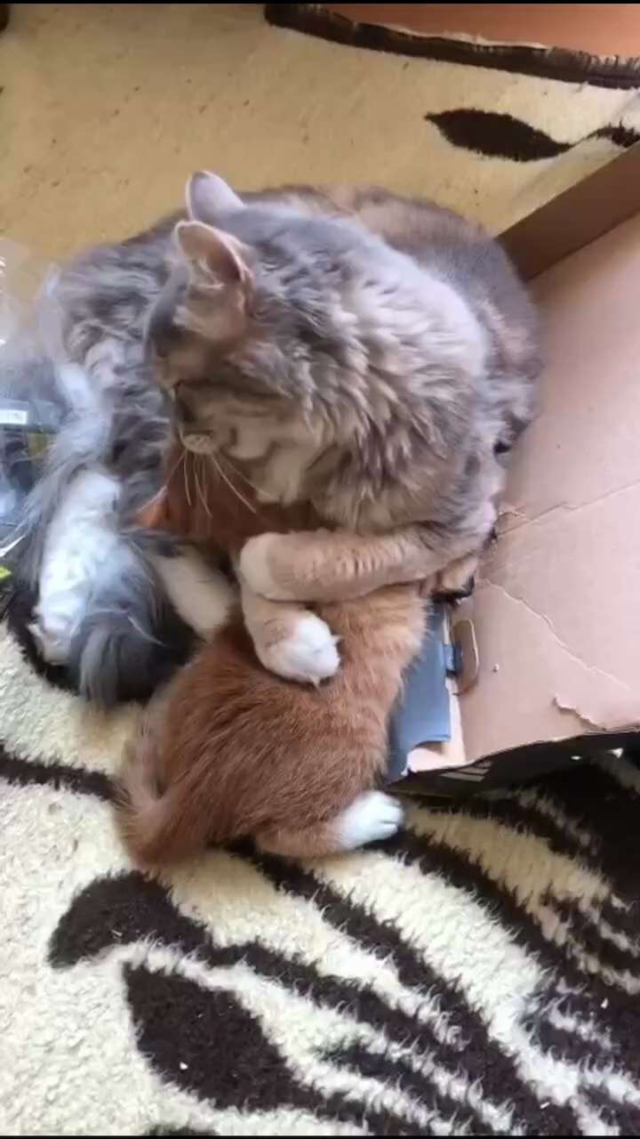 Cute cat cuddle