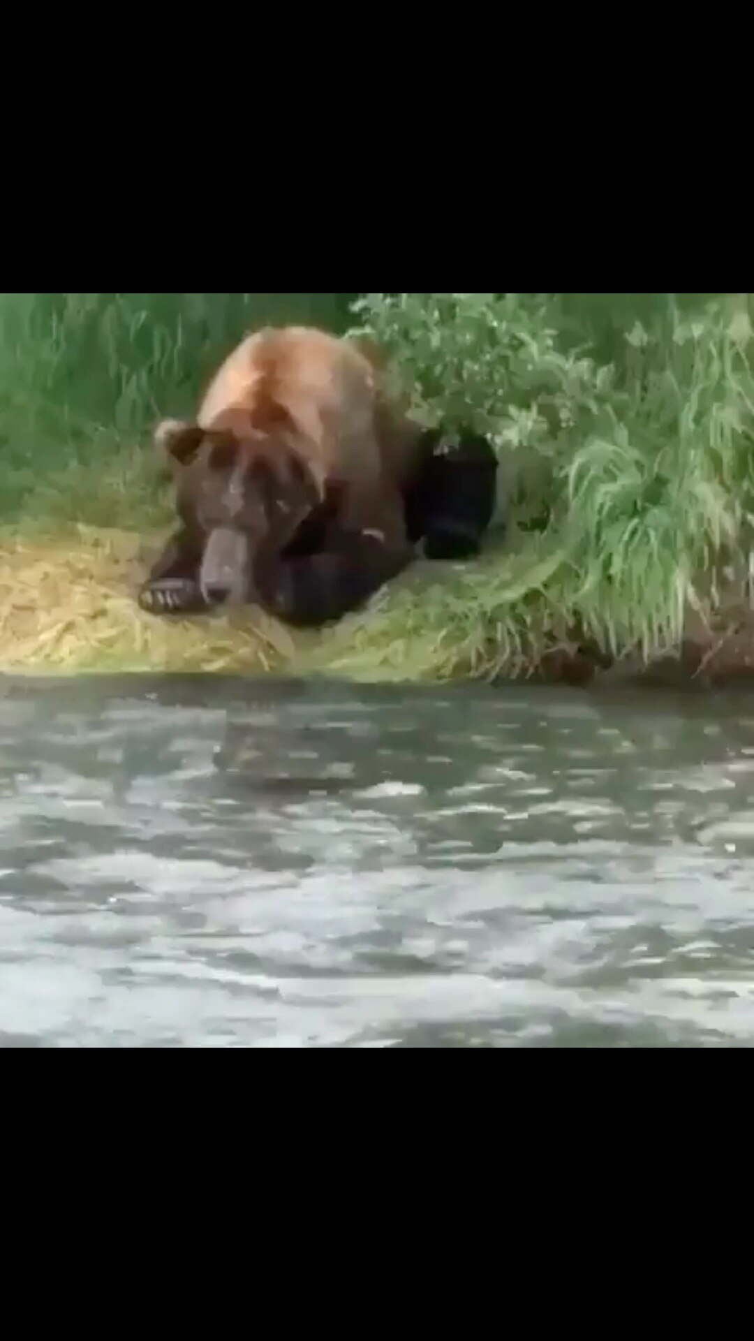 Bear fishing