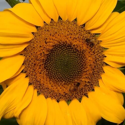 Visit 东京樱花团🌸zhouyonghua's profile on GETTR. View their posts, photos, videos, and connect with them on the social platform.